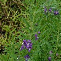 Angelonia salicariifolia Bonpl.